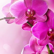 Схема вышивки «№928700»