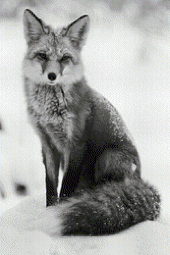 лиса, монохром - монохром, лиса - предпросмотр