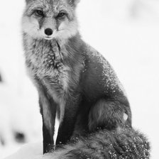 Схема вышивки «лиса, монохром»