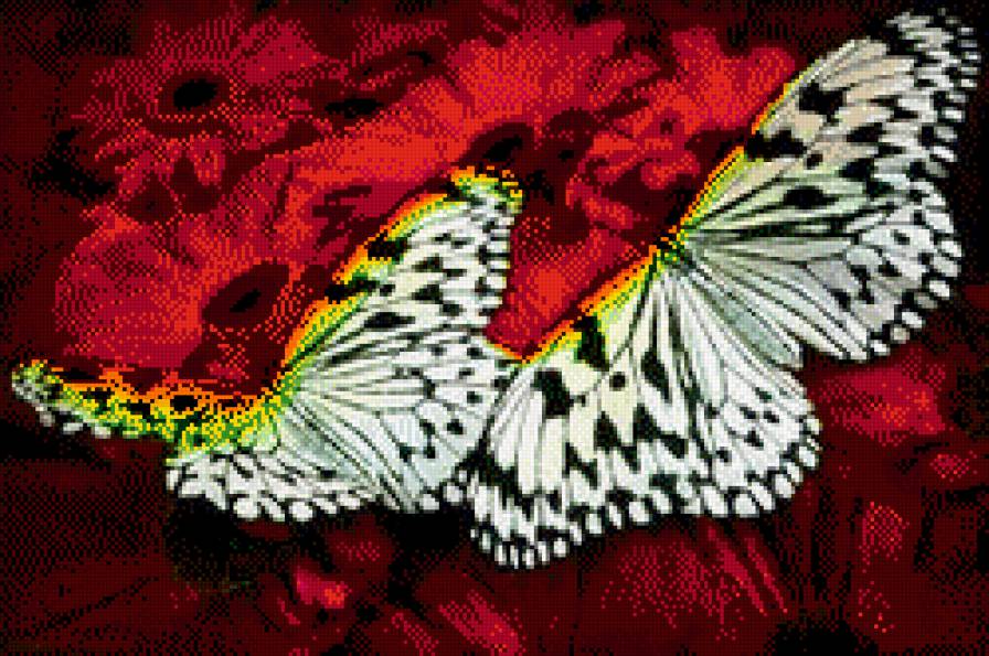 бабочка - бабочки - предпросмотр