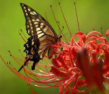 Схема вышивки «№928733»