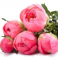 Схема вышивки «пионы»