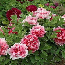 Схема вышивки «пионы»