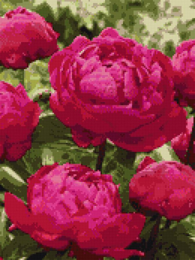 пионы - предпросмотр