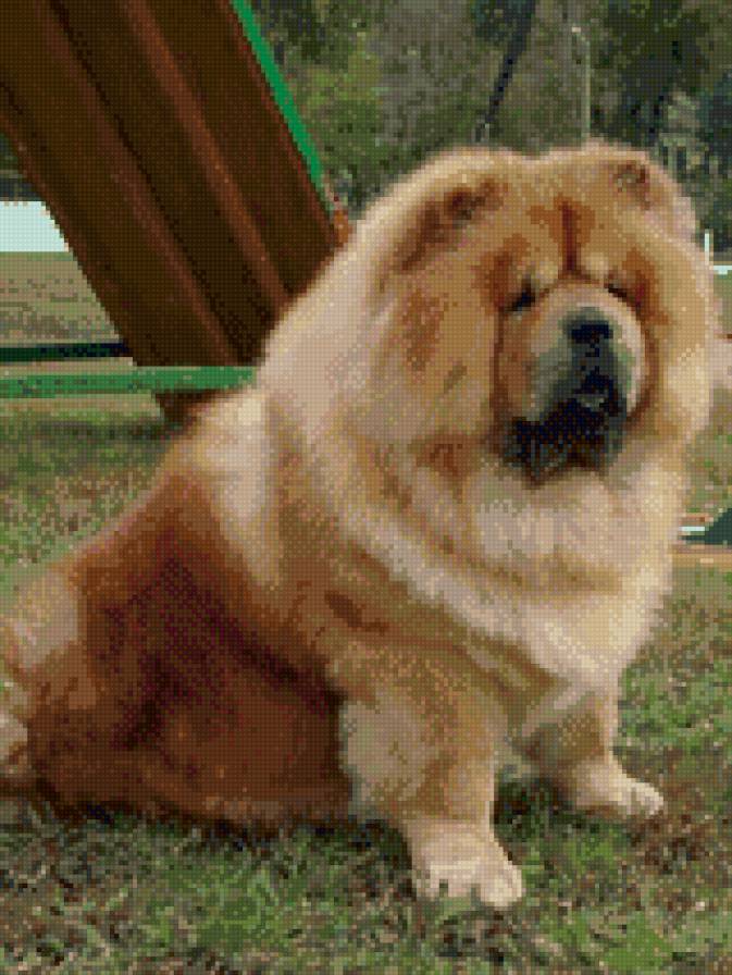 чау на зеленом - предпросмотр