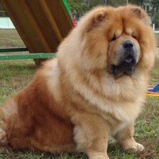 Схема вышивки «чау на зеленом»