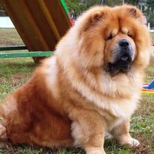 Схема вышивки «чау»