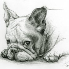 Французский бульдог