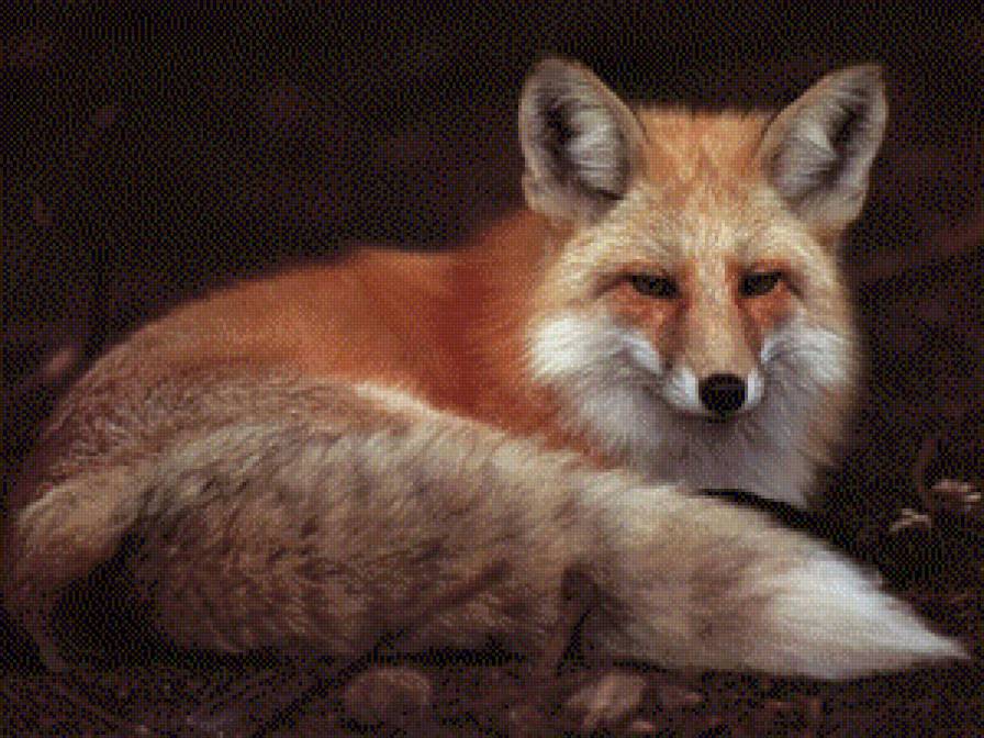 Red Fox - лисички, хищники, лис, звери, животные - предпросмотр