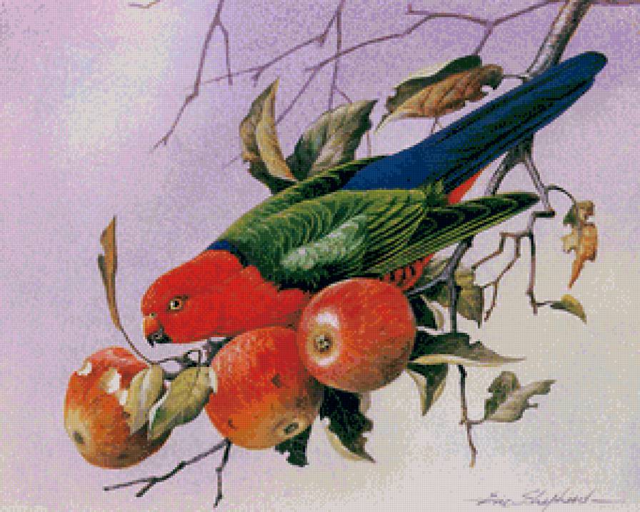 попугай на яблочной ветке - птица, попугай, графика, ветка. яблоки, природа, фрукты - предпросмотр