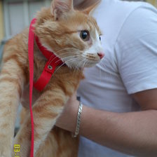 Схема вышивки «№929064»