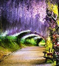 Схема вышивки «глициневая аллея»