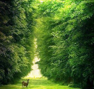 лес - дорога, деревья - оригинал