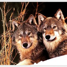 Схема вышивки «Волки»