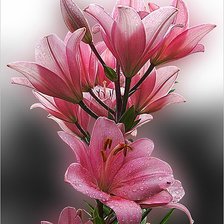 Схема вышивки «№929255»