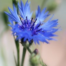 Схема вышивки «василёк»