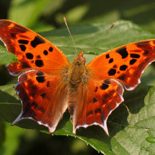 Схема вышивки «бабочка»