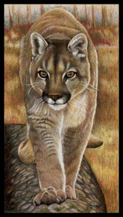 пума - пума, хищник - предпросмотр