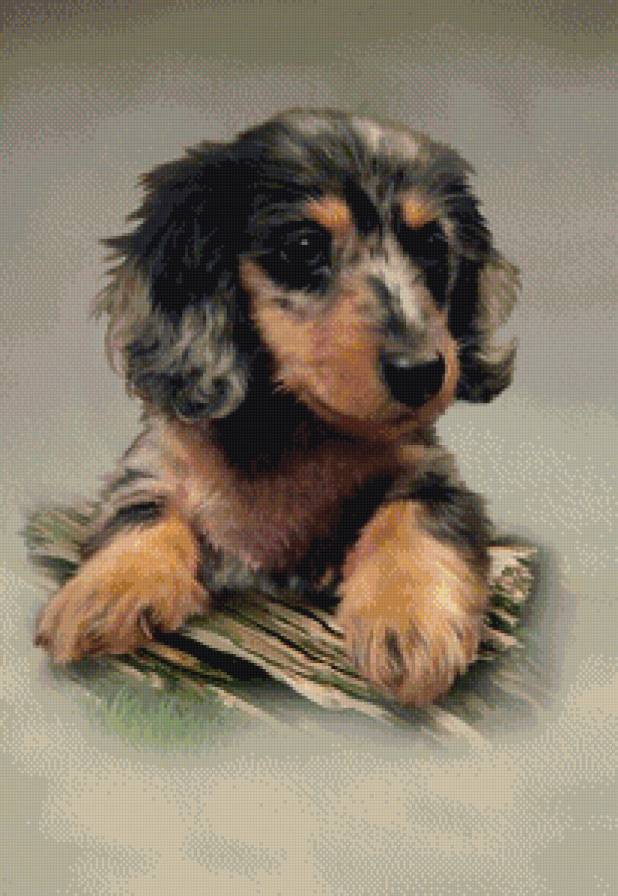 щенок - порода, щенок, собака - предпросмотр