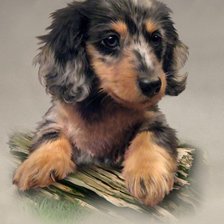 Схема вышивки «щенок»