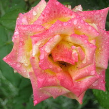 Схема вышивки «№929727»