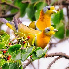 Схема вышивки «Бразильские голуби.»