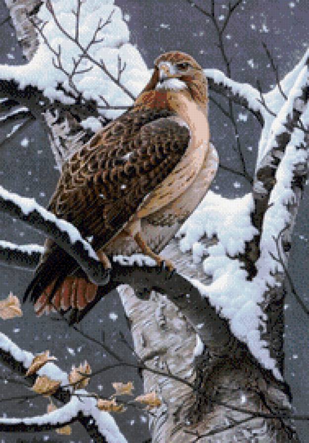 Сокол зимний. - сокол, птица, зима, оберег - предпросмотр