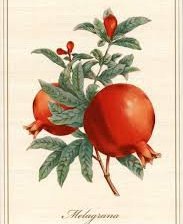 Схема вышивки «anar jims»