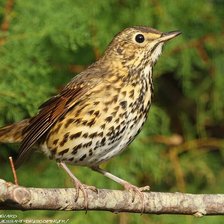 Схема вышивки «huundei»