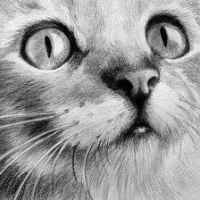 Схема вышивки «Чёрно белый котёнок»