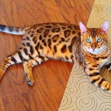 Схема вышивки «пятнистая кошка»