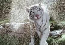 Схема вышивки «№930692»