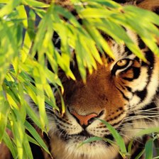 Схема вышивки «№930704»