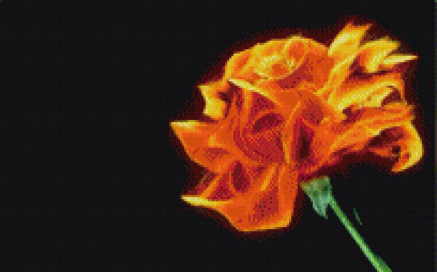 огненная роза - огонь, роза, цветок - предпросмотр