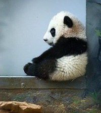 Схема вышивки «Панда»