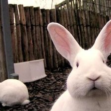 Схема вышивки «Чудо»