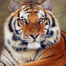 Схема вышивки «ТИГР»