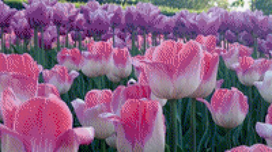 Тюльпаны - клумба, тюльпаны, цветы - предпросмотр