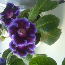 Схема вышивки «глоксинии»