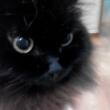 Схема вышивки «любимчик»