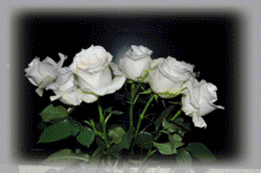 розы - розы - предпросмотр