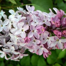 Схема вышивки «сирень»