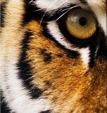 Схема вышивки «Триптих  ч.1»