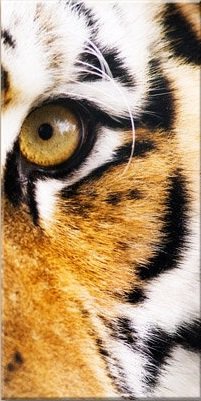 Триптих ч.2 - дикие животные, триптих - оригинал