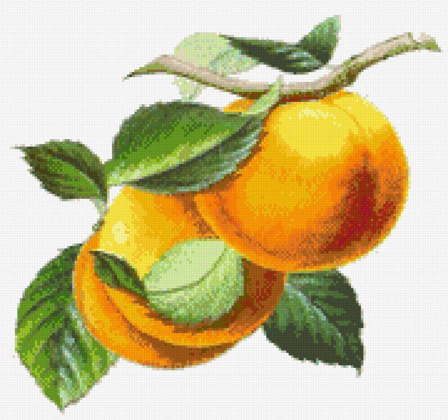 персики - фрукты - предпросмотр