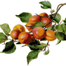 Схема вышивки «персики»