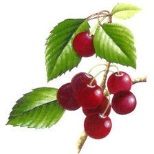 Схема вышивки «вишни»