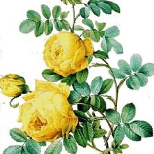 Схема вышивки «розы»