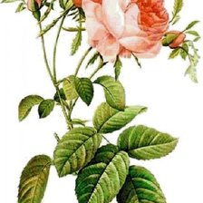 Схема вышивки «розы»