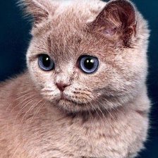 Схема вышивки «милашка»